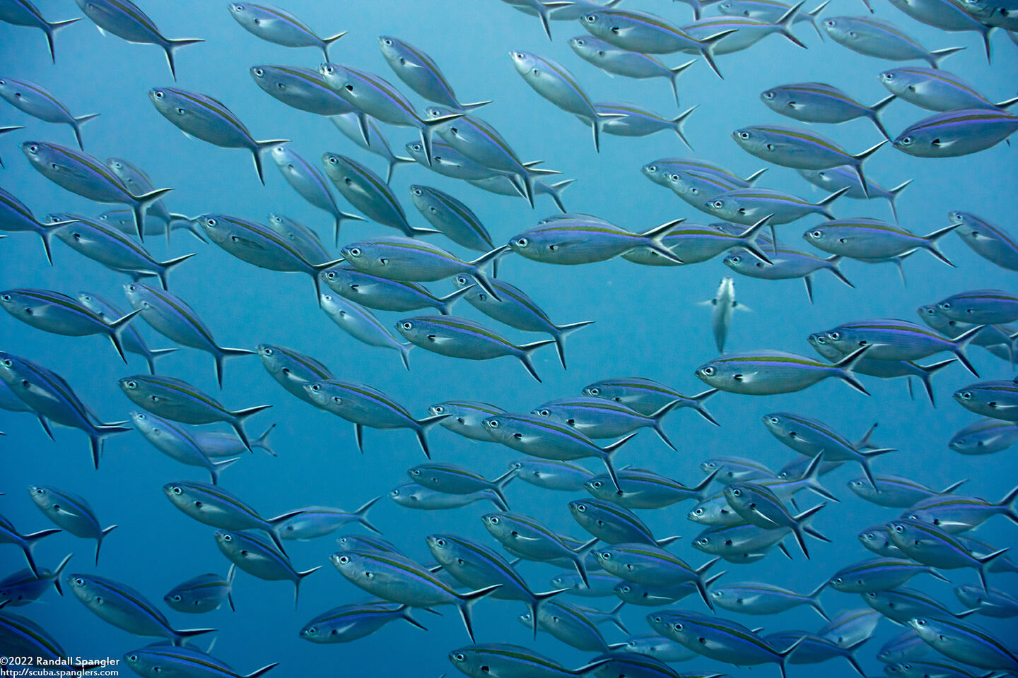 Caesio caerulaurea (Scissortail Fusilier)