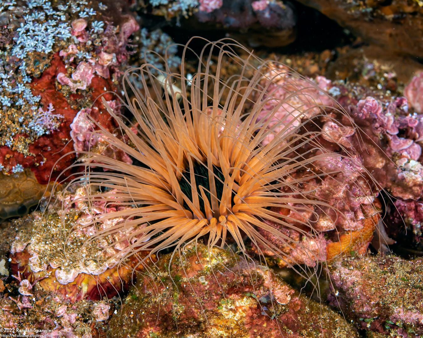 Cerianthus filiformis (Cerianthus Filiformis)