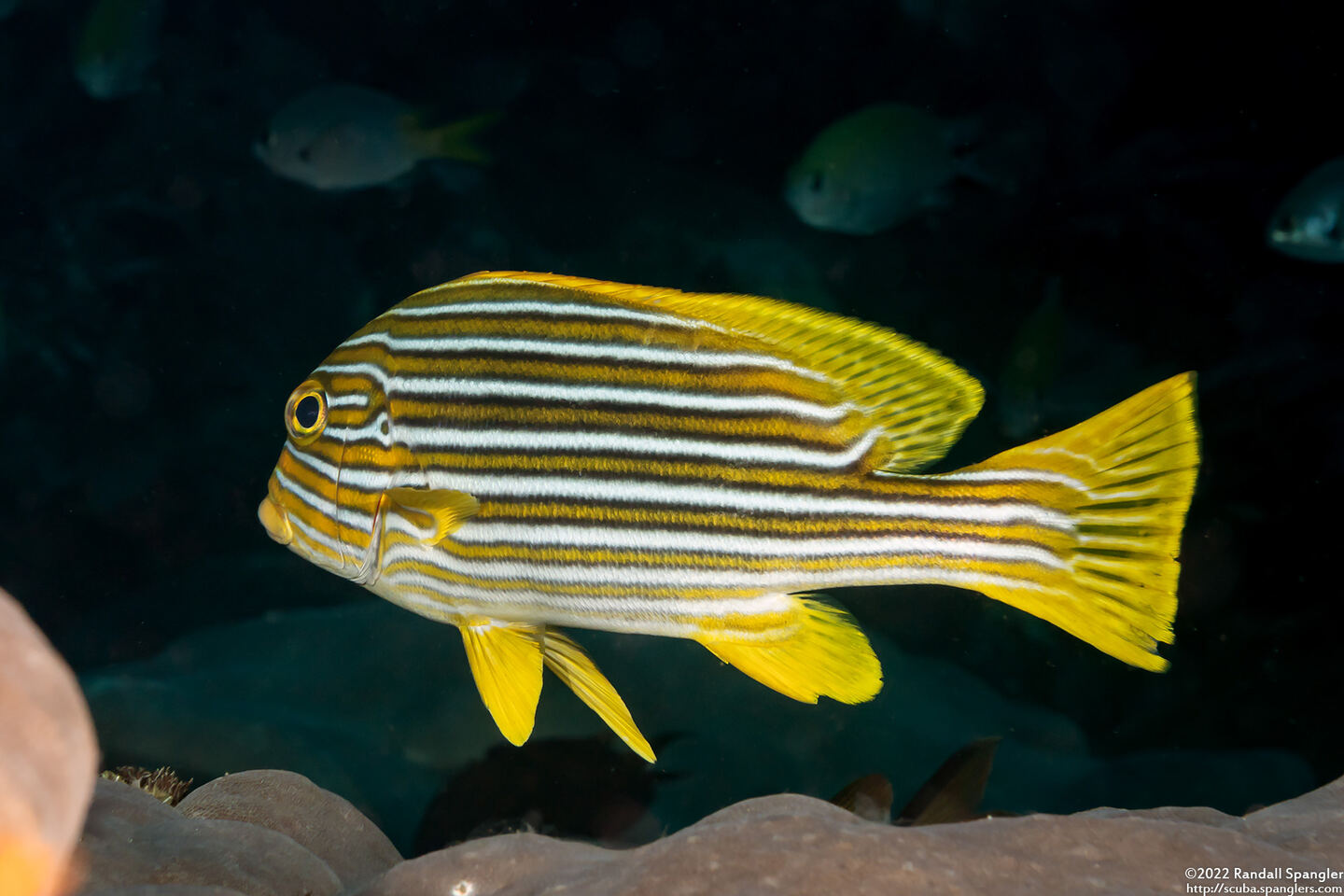 Plectorhinchus polytaenia (Ribbon Sweetlips)