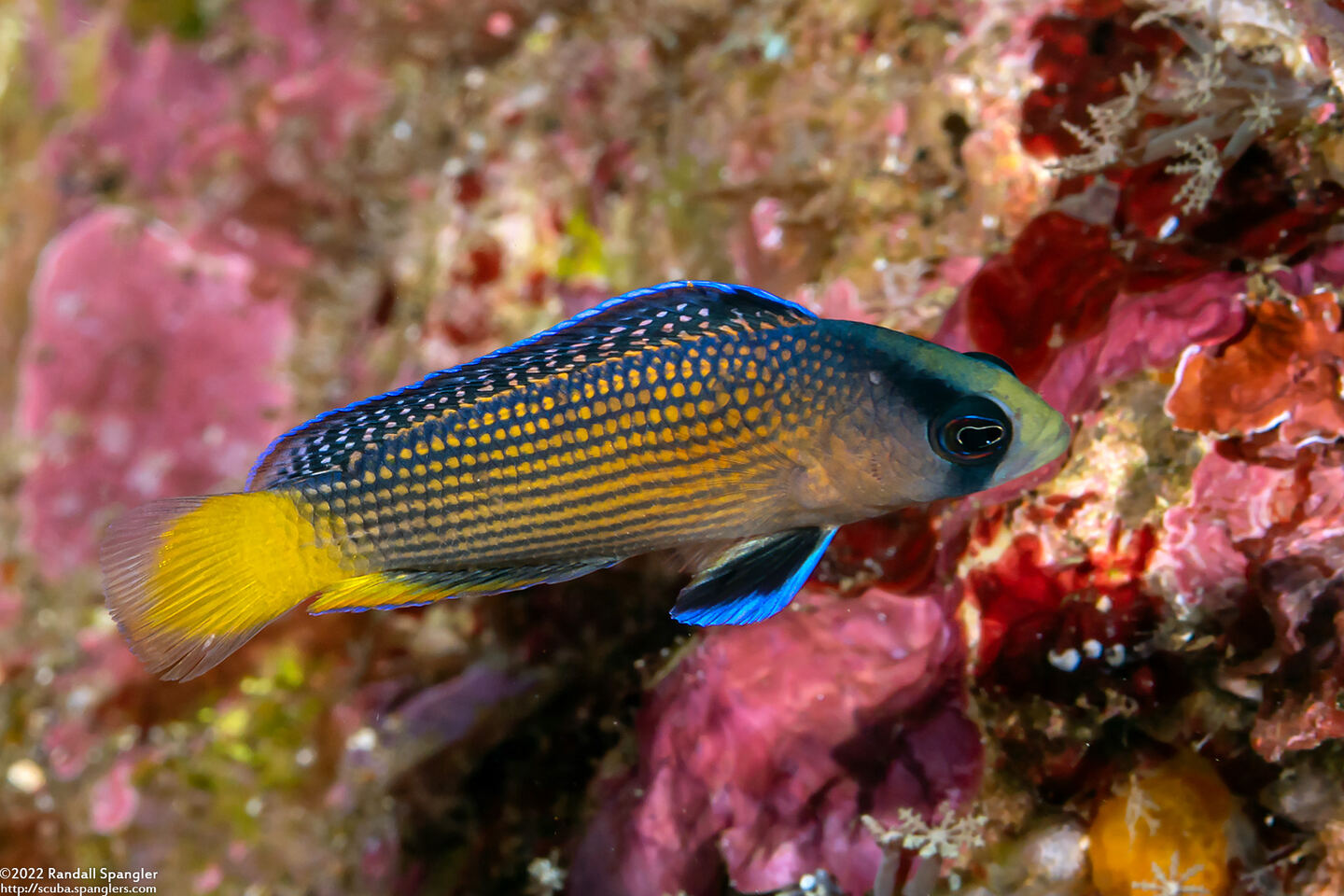 Manonichthys splendens (Splendid Dottyback)