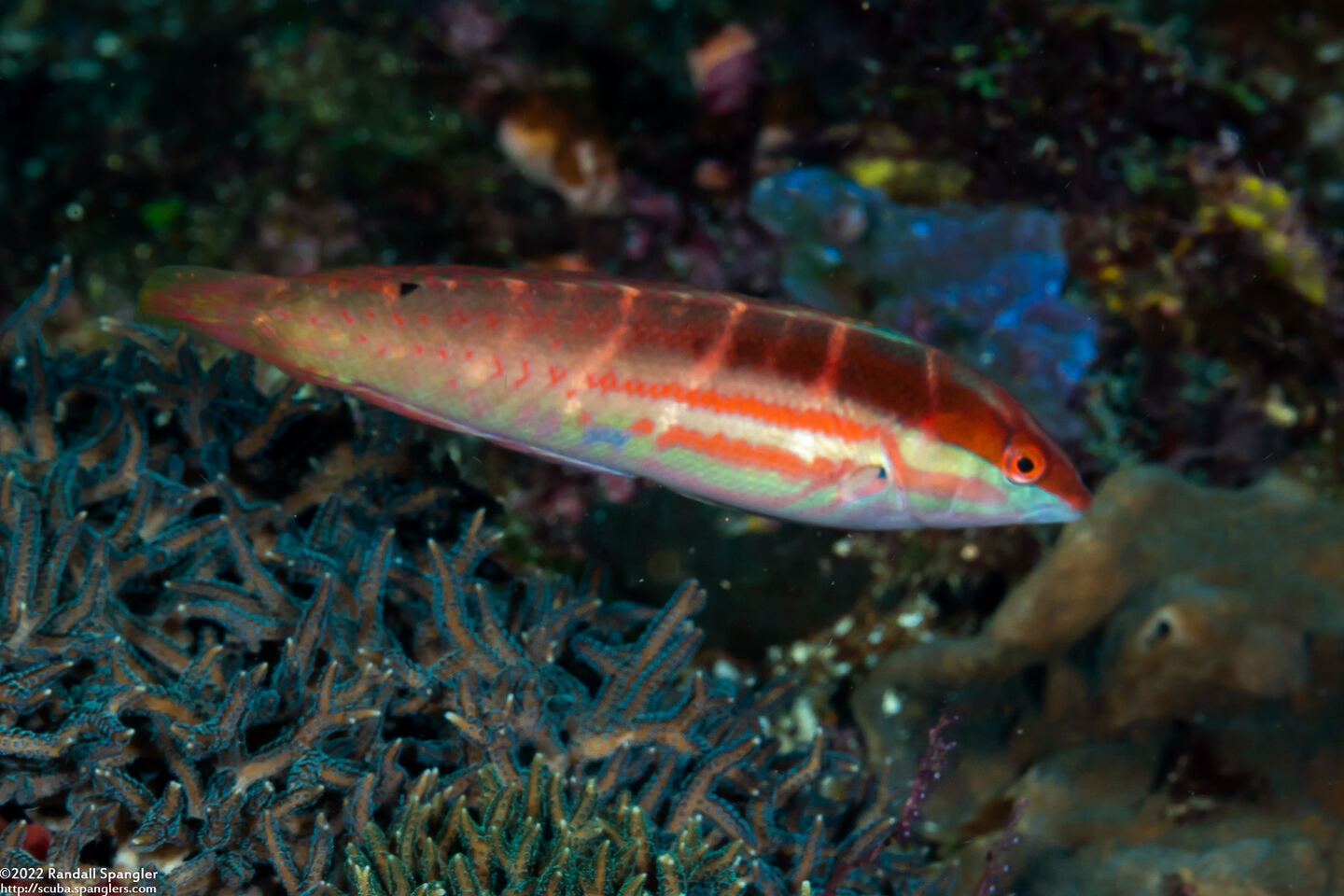 Coris dorsomacula (Pale-Barred Coris)