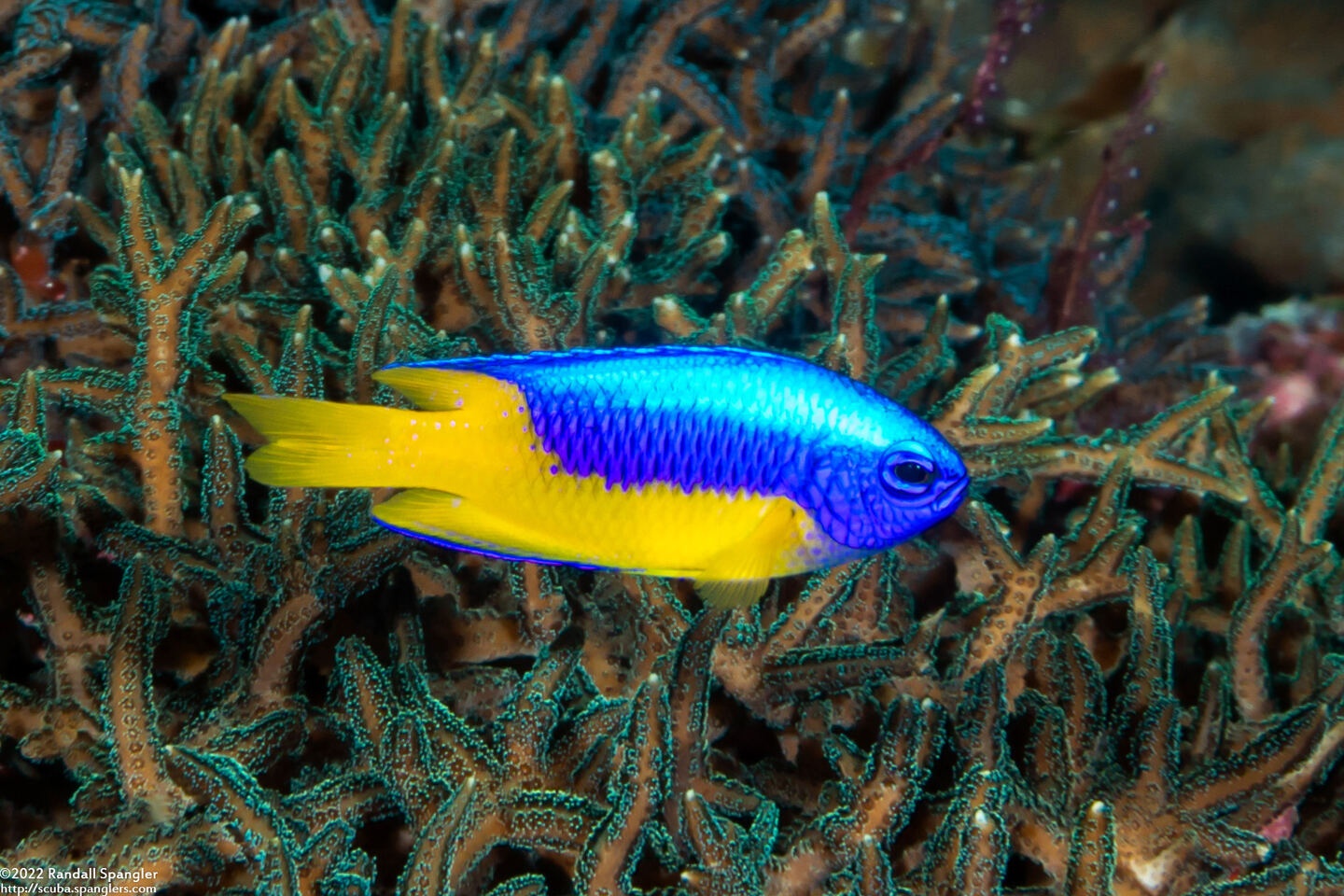 Pomacentrus auriventris (Goldbelly Damsel)