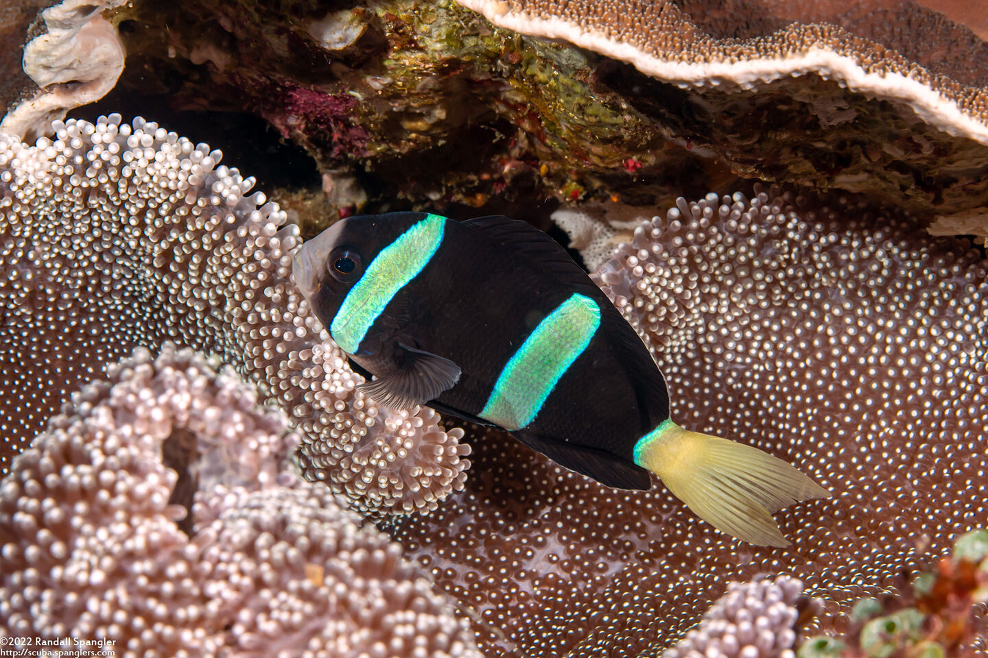Amphiprion clarkii (Clark's Anemonefish)