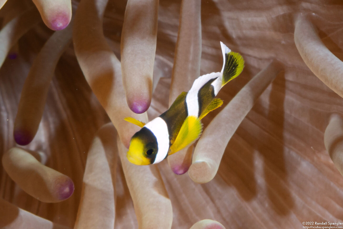 Amphiprion clarkii (Clark's Anemonefish); Tiny juvenile