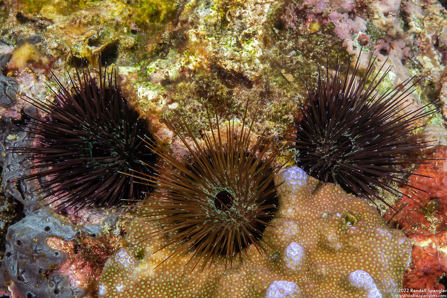 Echinostrephus aciculatus (Needle-Spined Urchin)