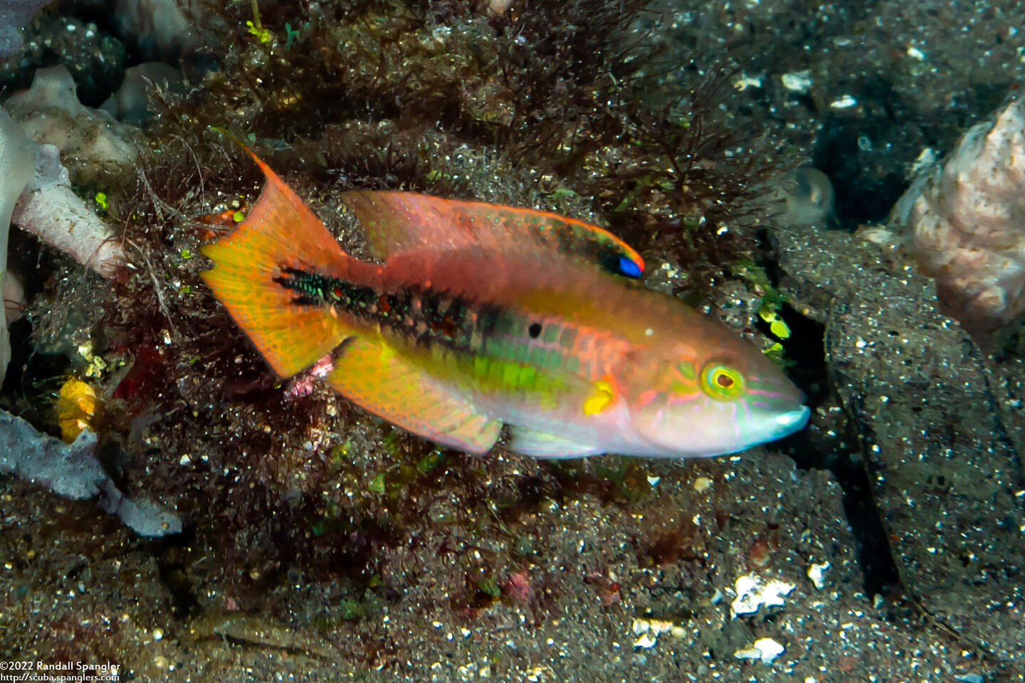 Oxycheilinus bimaculatus (Twospot Wrasse)