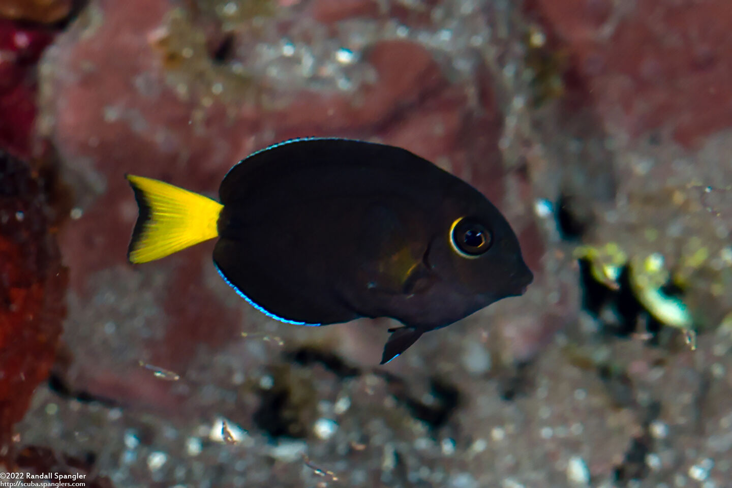 Acanthurus leucocheilus (Pale-Lipped Surgeonfish)