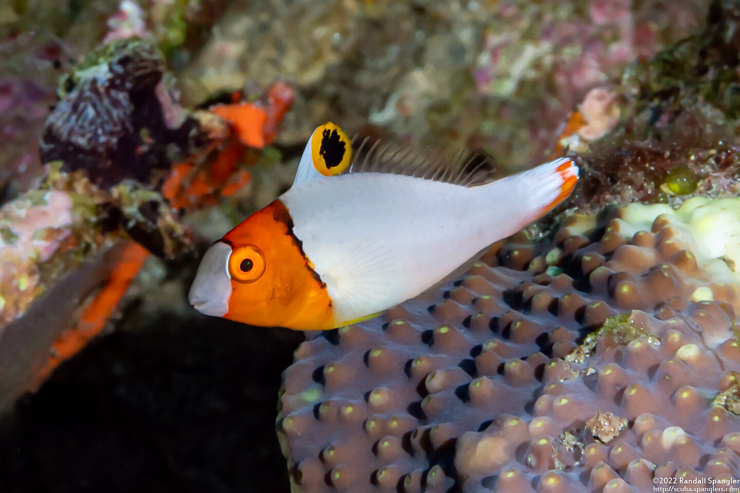 Cetoscarus ocellatus (Spotted Parrotfish)