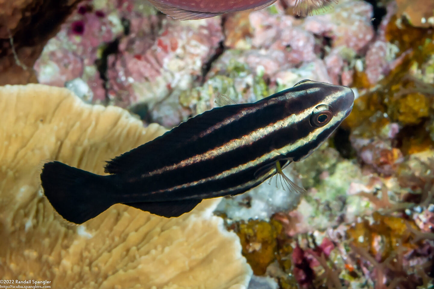 Chlorurus microrhinos (Steephead Parrotfish)