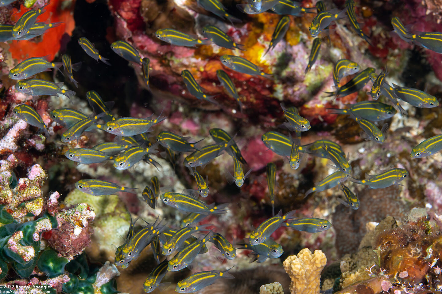 Acanthochromis polyacanthus (Spiny Chromis)