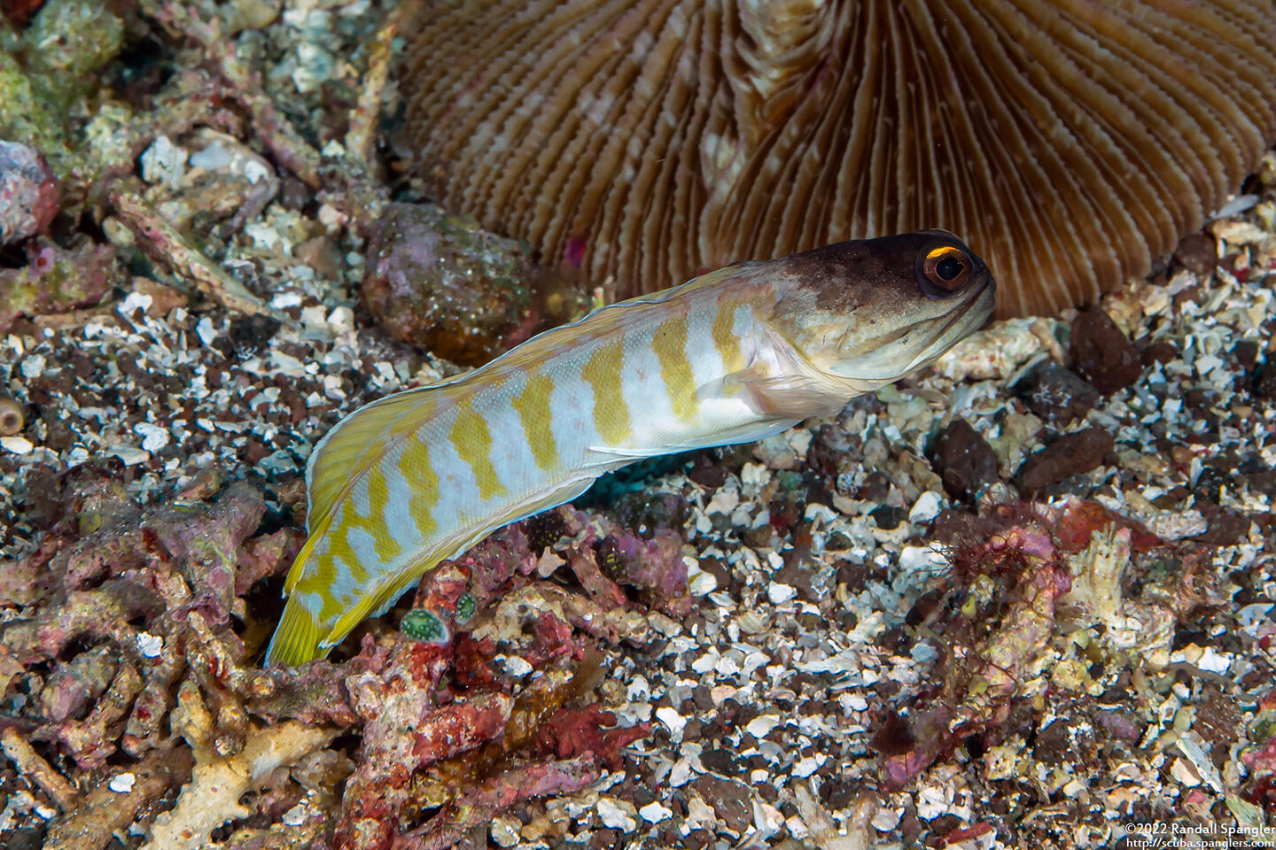 Opistognathus randalli (Yellowbarred Jawfish)