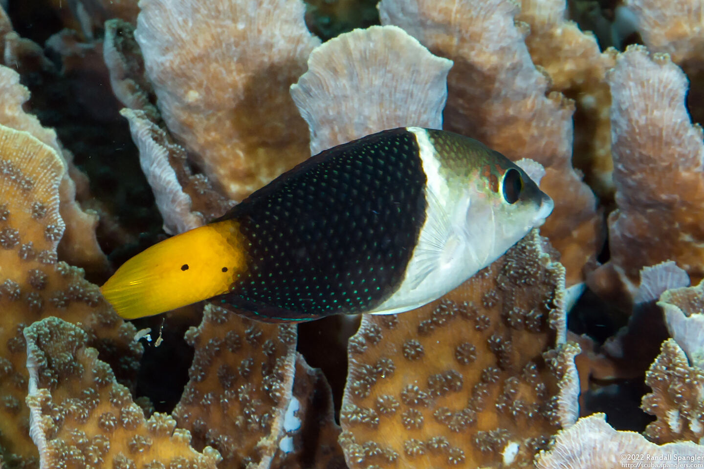 Hemigymnus melapterus (Blackeye Thicklip)