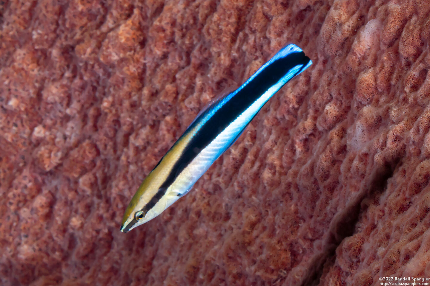 Labroides dimidiatus (Bluestreak Cleaner Wrasse)