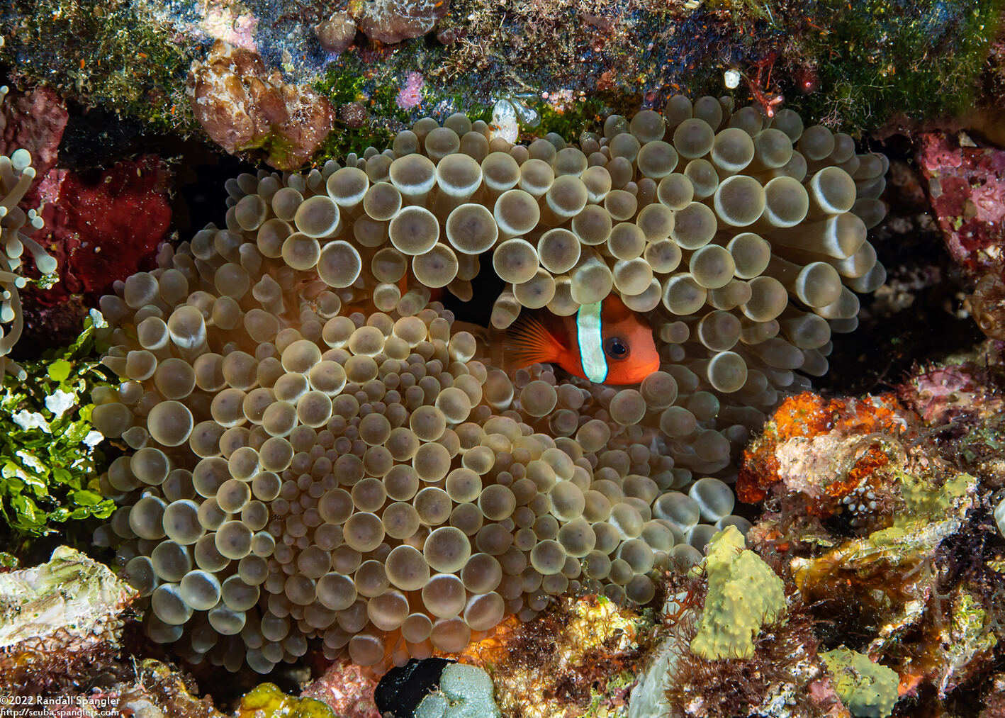 Entacmaea quadricolor (Bubble-Tip Anemone)