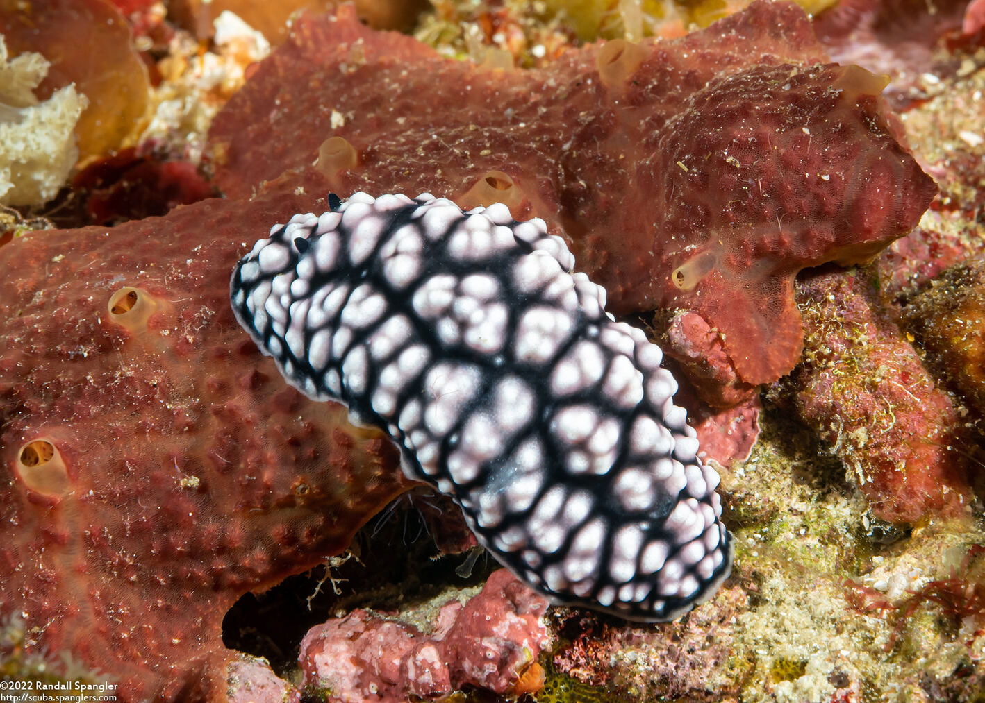 Phyllidiella pustulosa (Pustulose Phyllidia)