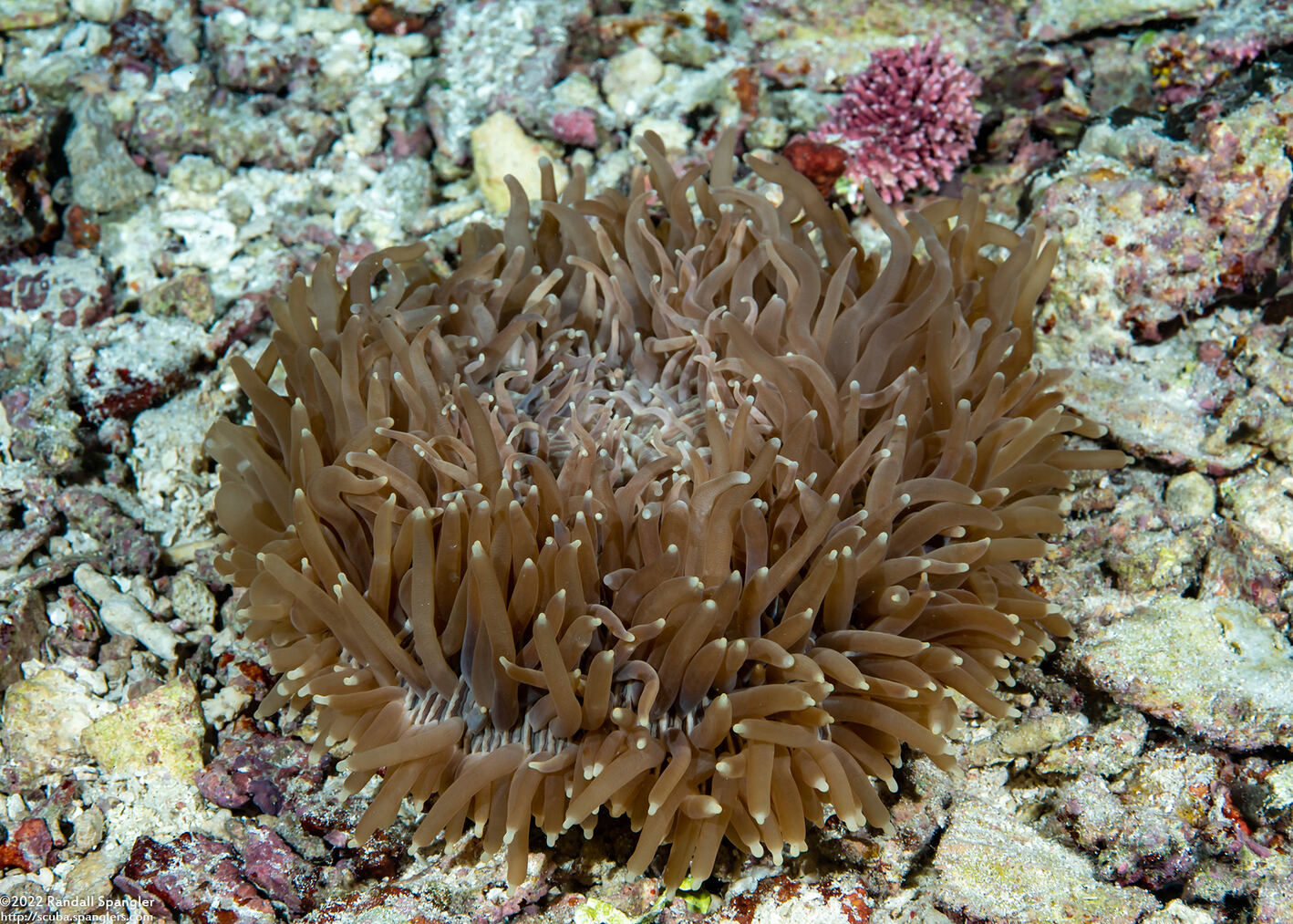 Fungia fungites (Common Mushroom Coral)