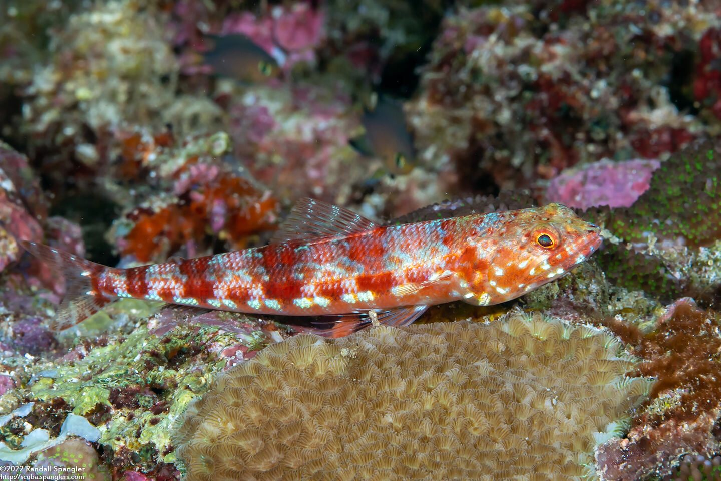 Synodus binotatus (Twospot Lizardfish)