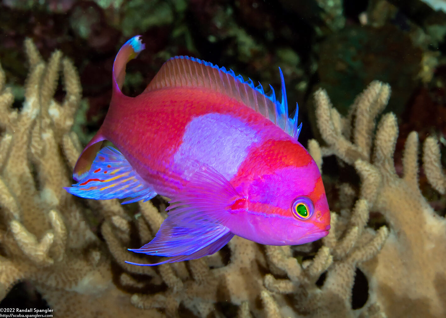 Pseudanthias pleurotaenia (Squarespot Anthias)
