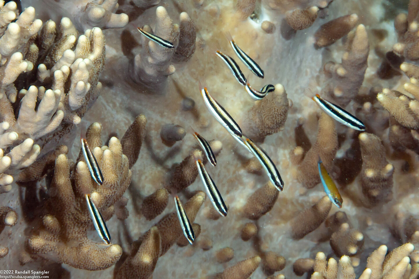 Thalassoma amblycephalum (Bluntheaded Wrasse)