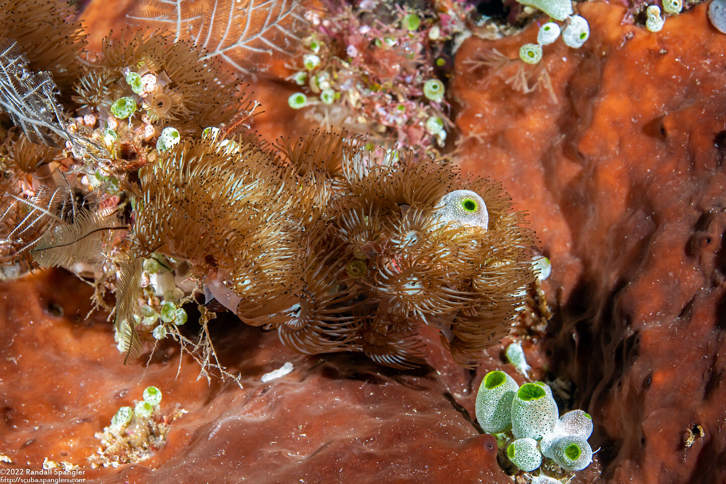 Acrozoanthus australiae (Stick Anemone)