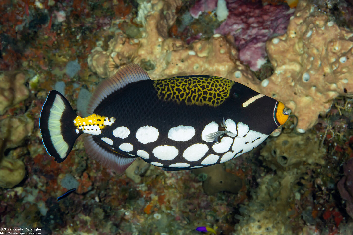 Balistoides conspicillum (Clown Triggerfish)