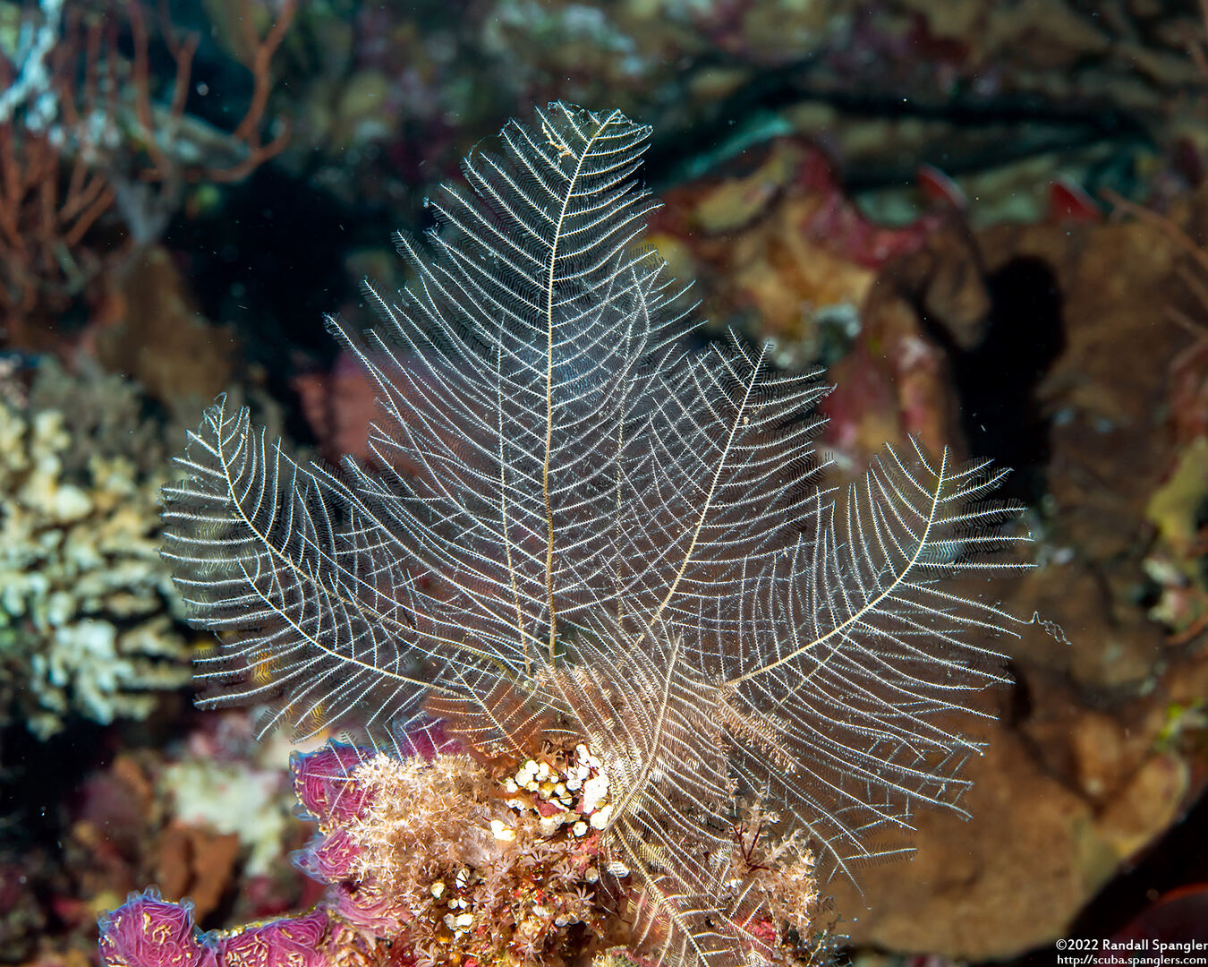 Macrorhynchia phoenicea (Macrorhynchia Phoenicea)