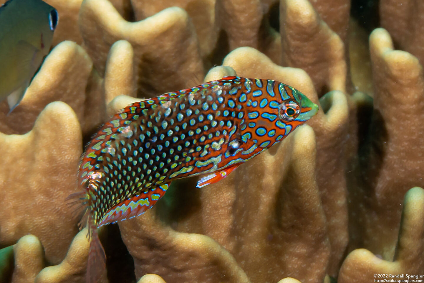 Macropharyngodon ornatus (Ornate Leopard Wrasse)