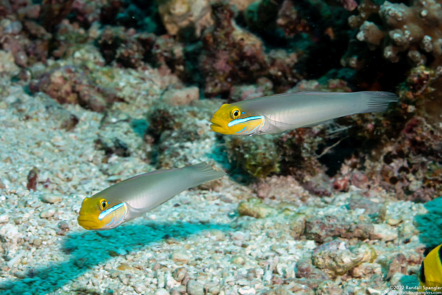 Valenciennea strigata (Bluestreak Goby)