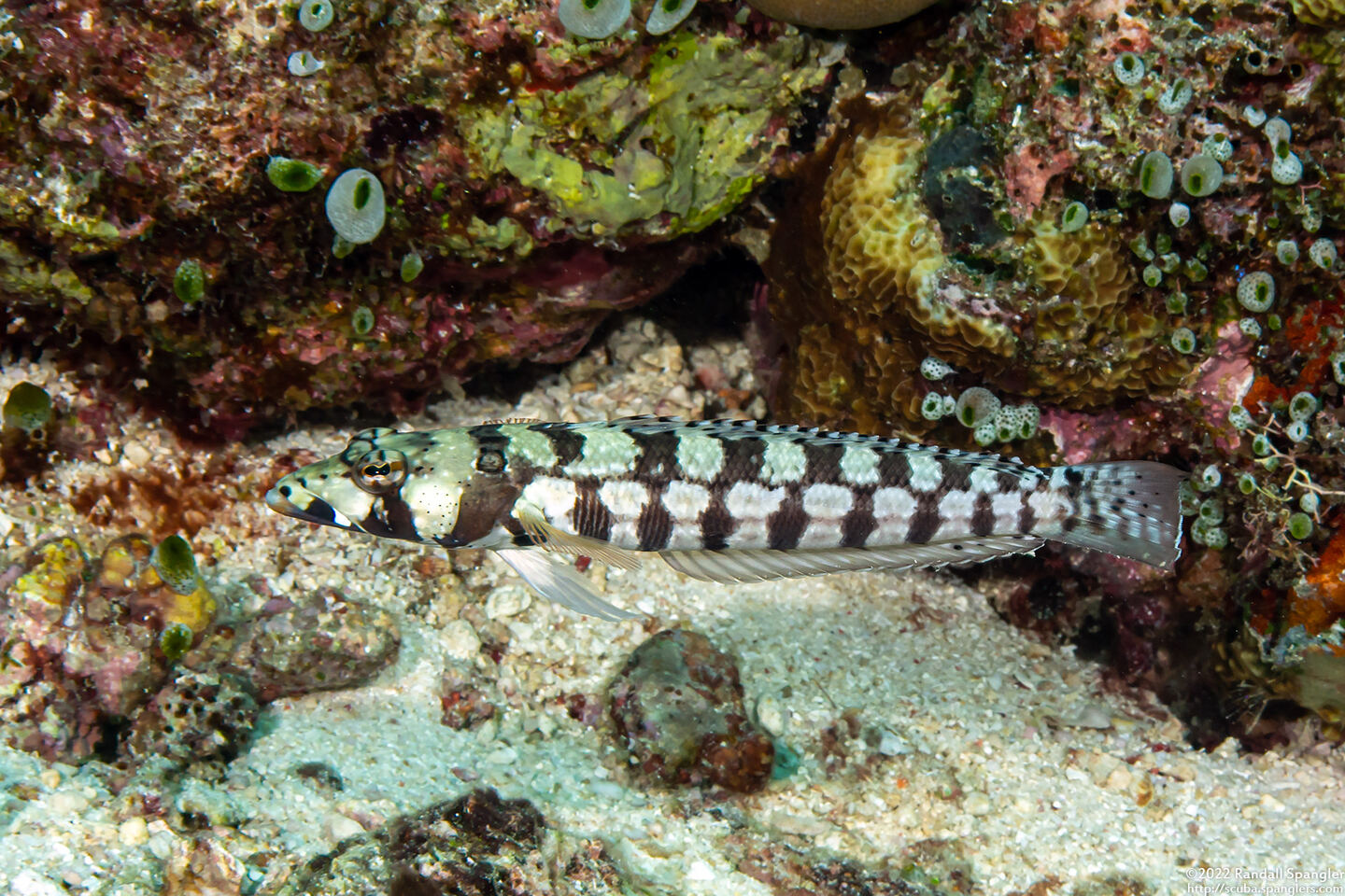 Parapercis tetracantha (Reticulated Sandperch)