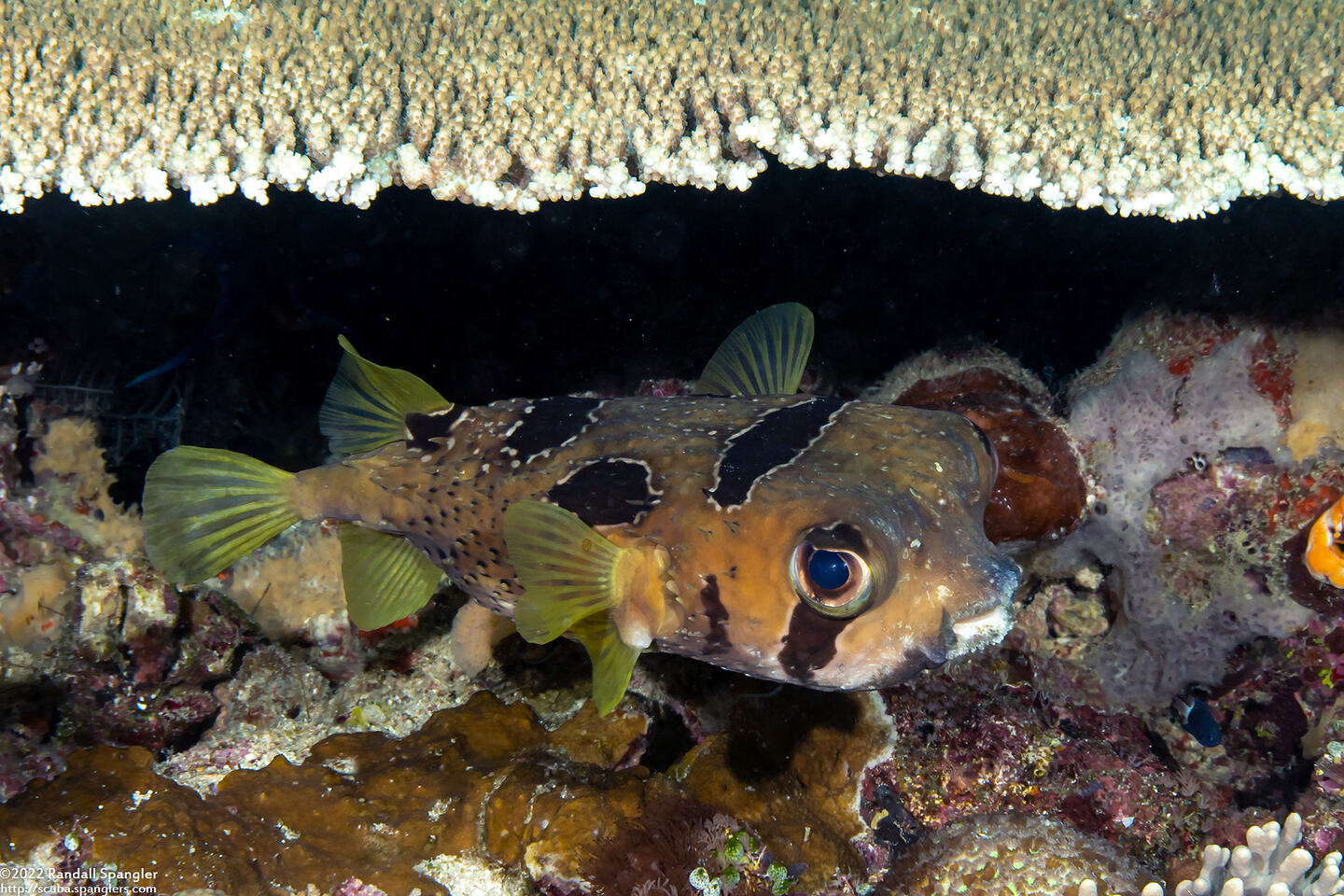 Diodon liturosus (Black-Blotched Porcupinefish)