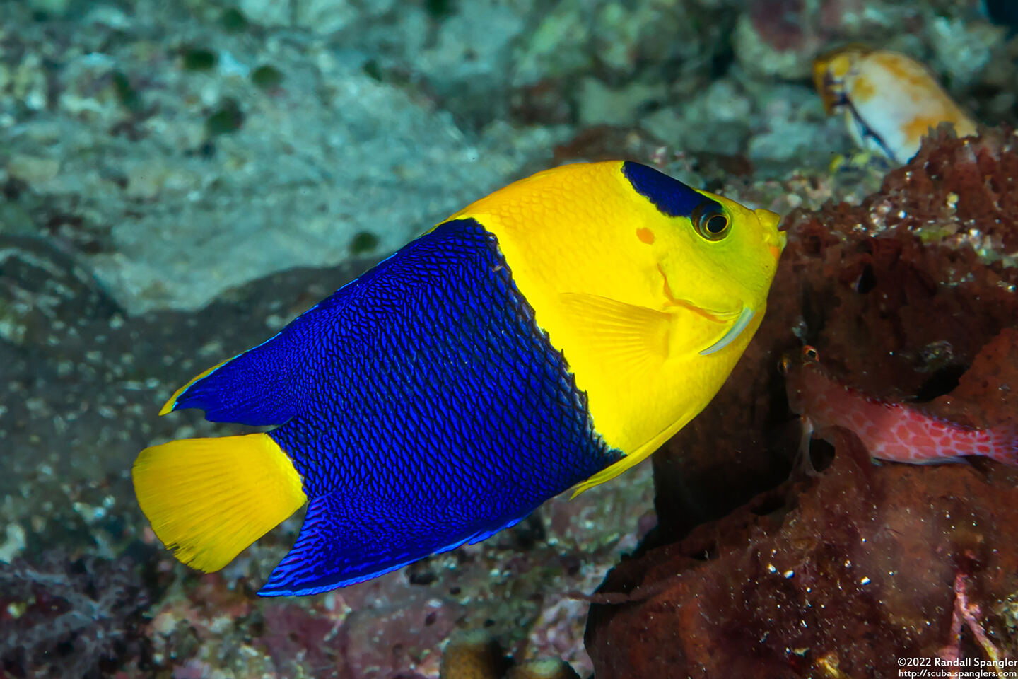Centropyge bicolor (Bicolor Angelfish)