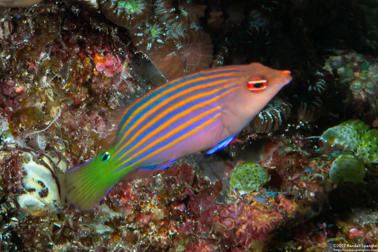Pseudocheilinus hexataenia (Sixstripe Wrasse)