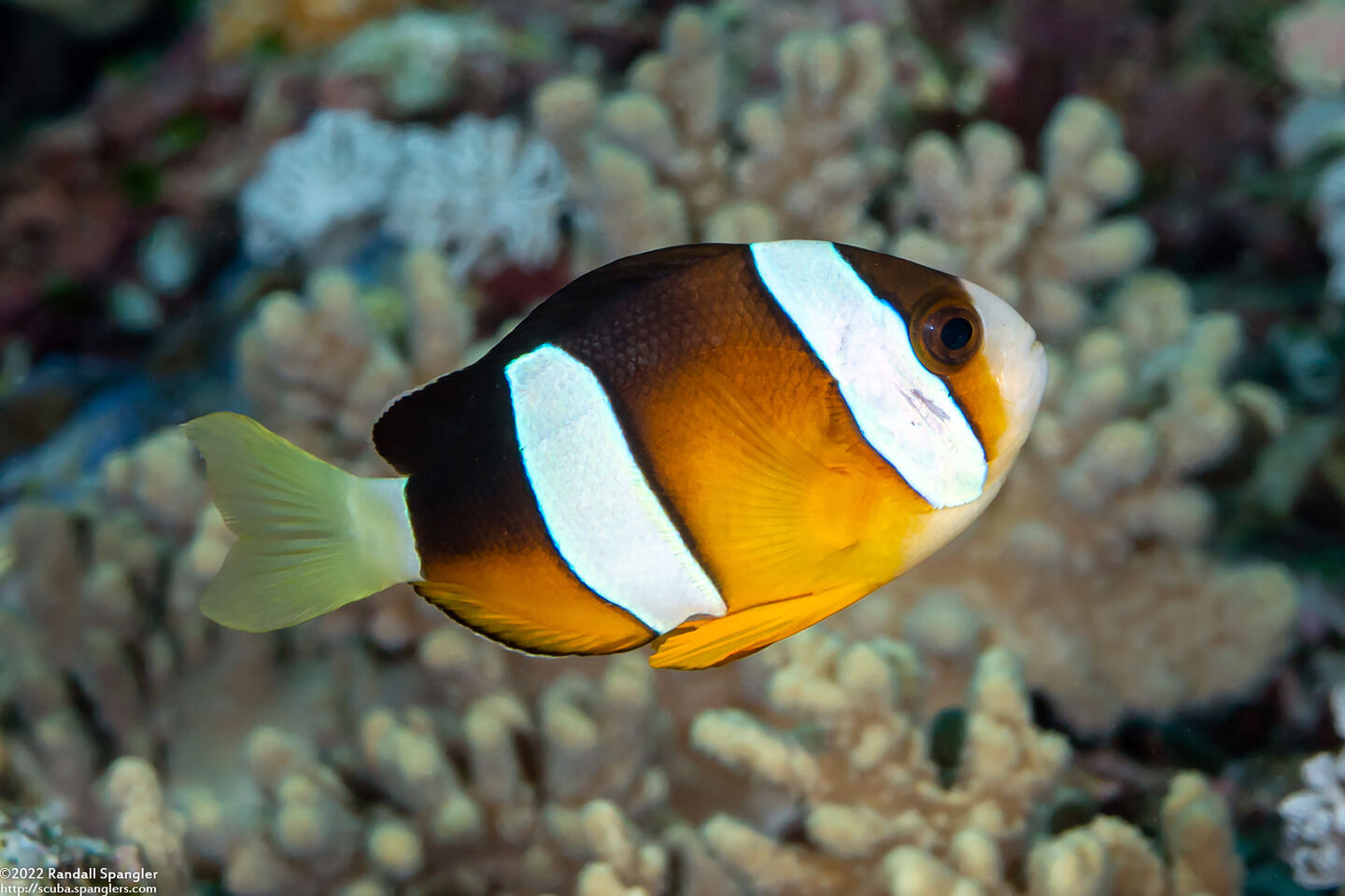 Amphiprion clarkii (Clark's Anemonefish)
