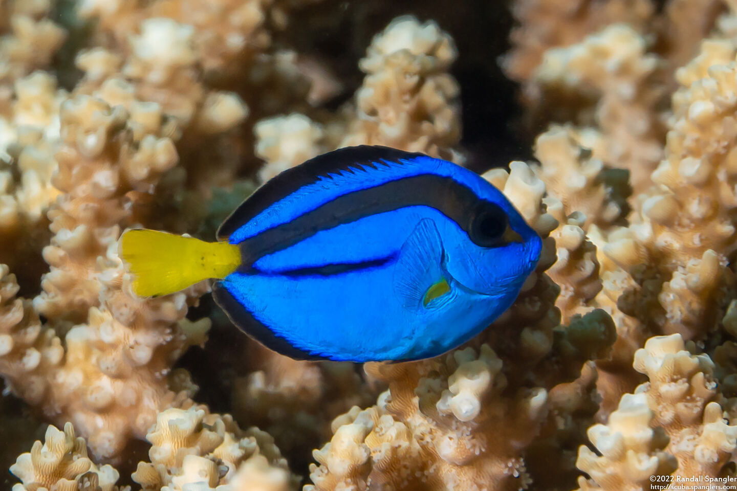 Paracanthurus hepatus (Palette Surgeonfish)