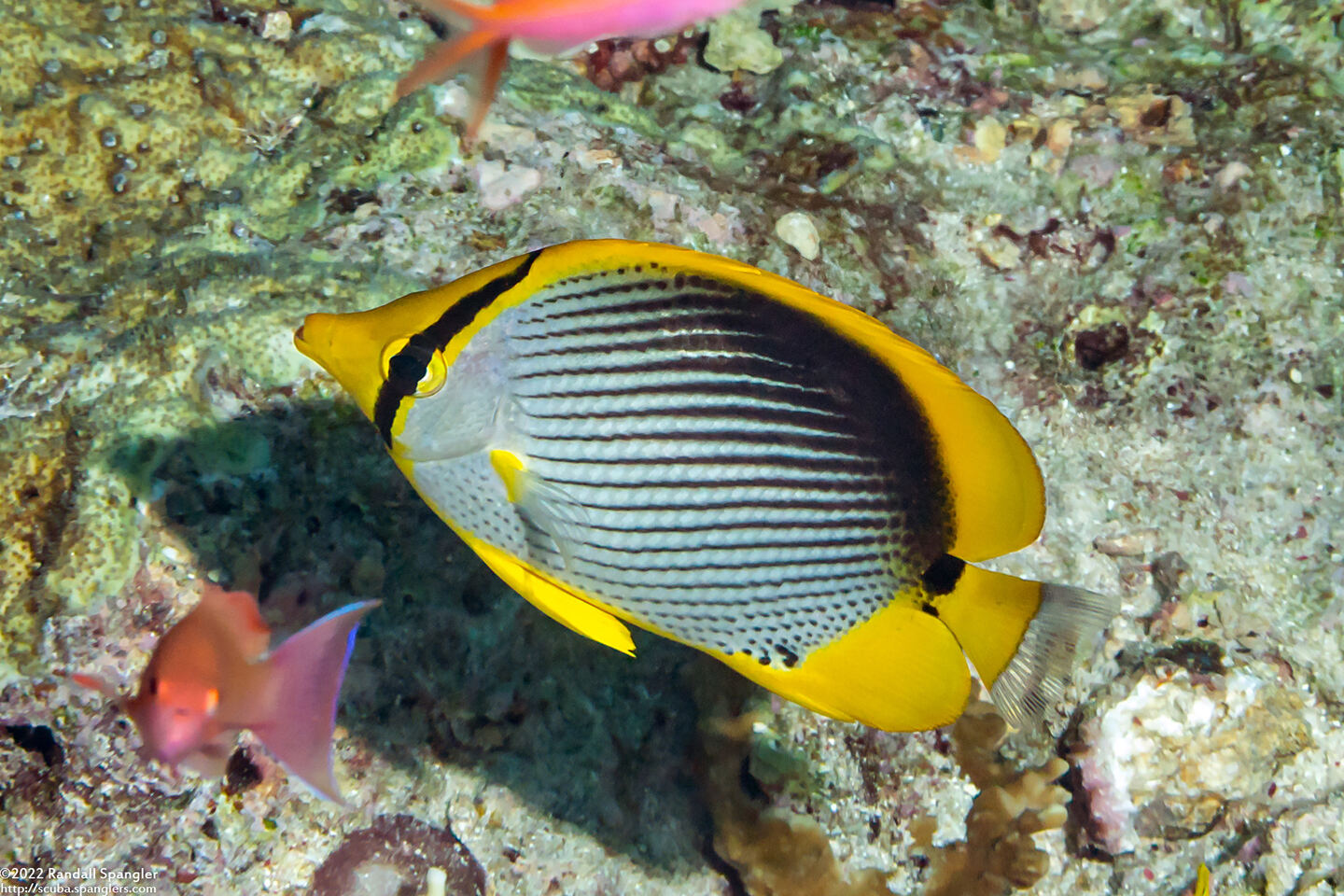 Chaetodon melannotus (Black-Backed Butterflyfish)
