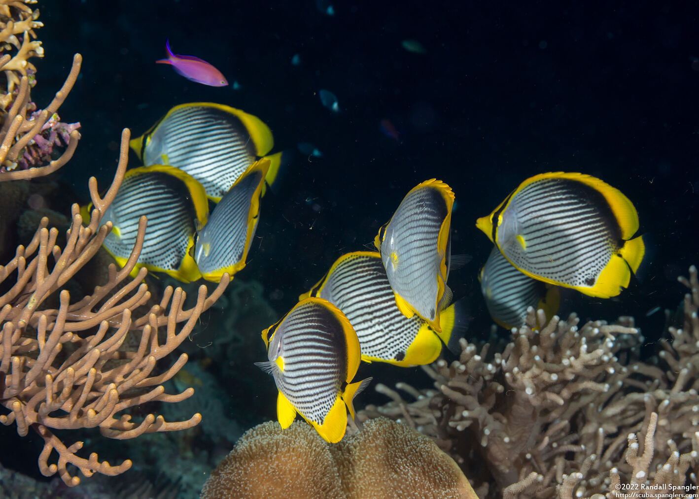 Chaetodon melannotus (Black-Backed Butterflyfish)