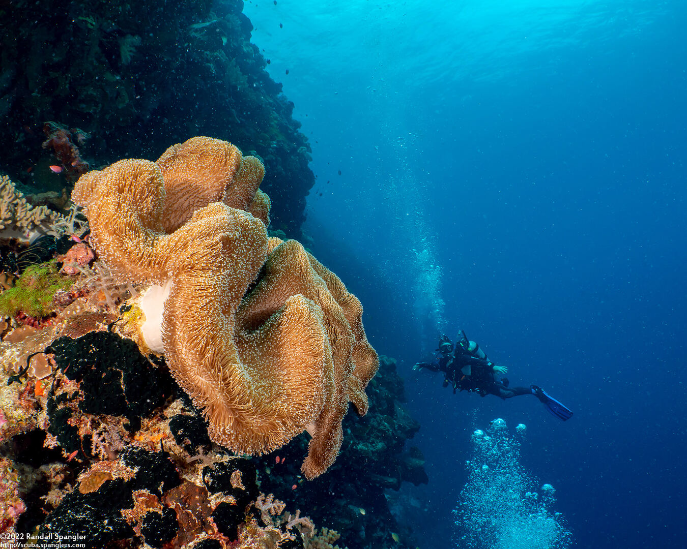 Sarcophyton trocheliophorum (Elephant Ear Coral)
