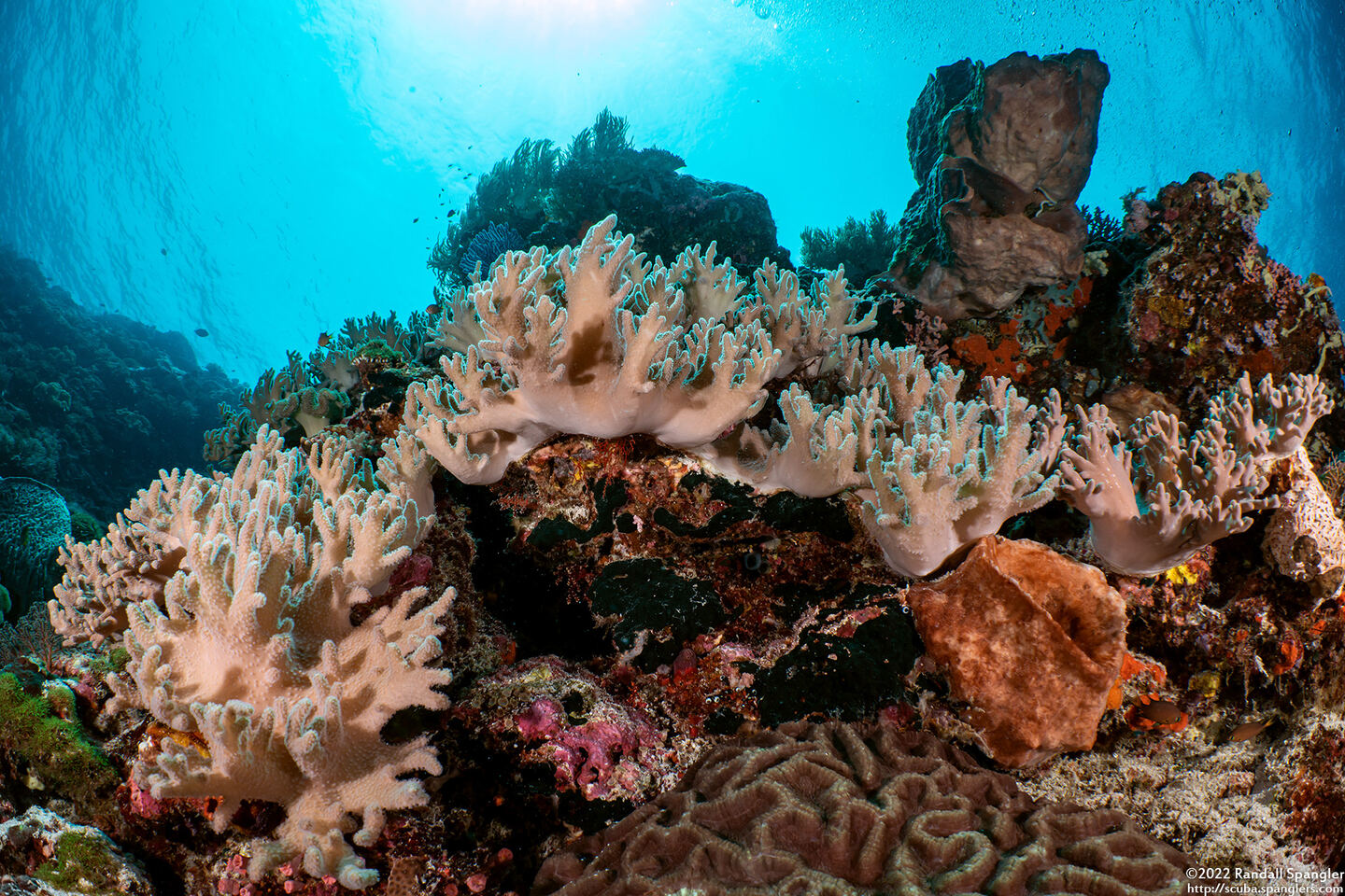 Sinularia sp.1 (Leather Coral)