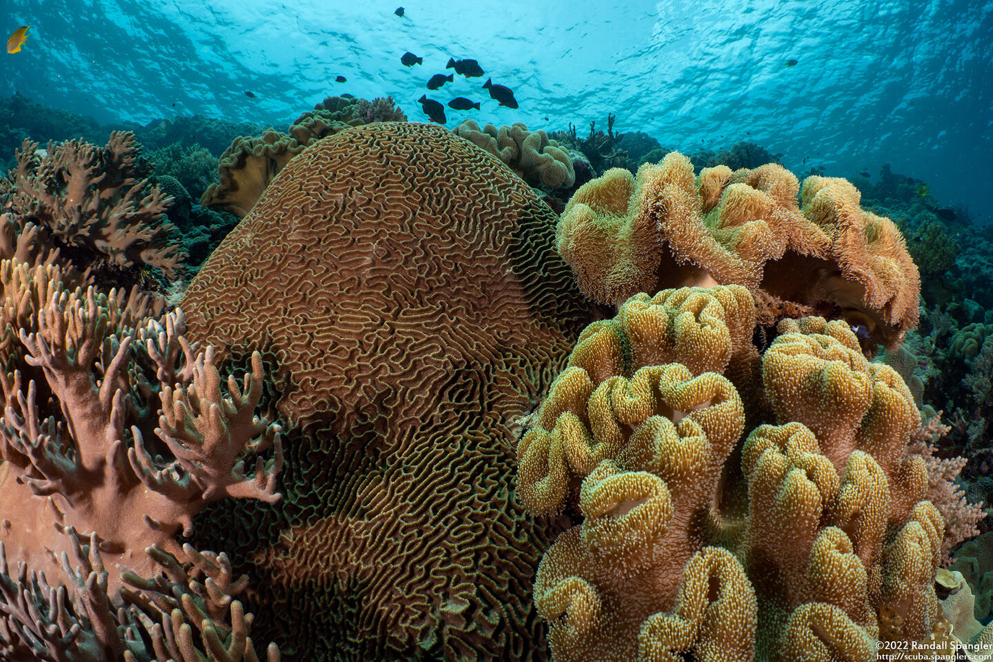 Platygyra sinensis (Platygyra Sinensis)