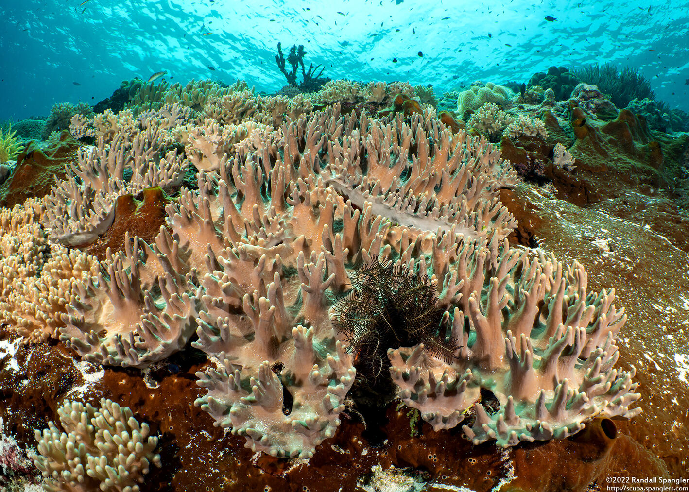 Sinularia sp.1 (Leather Coral)