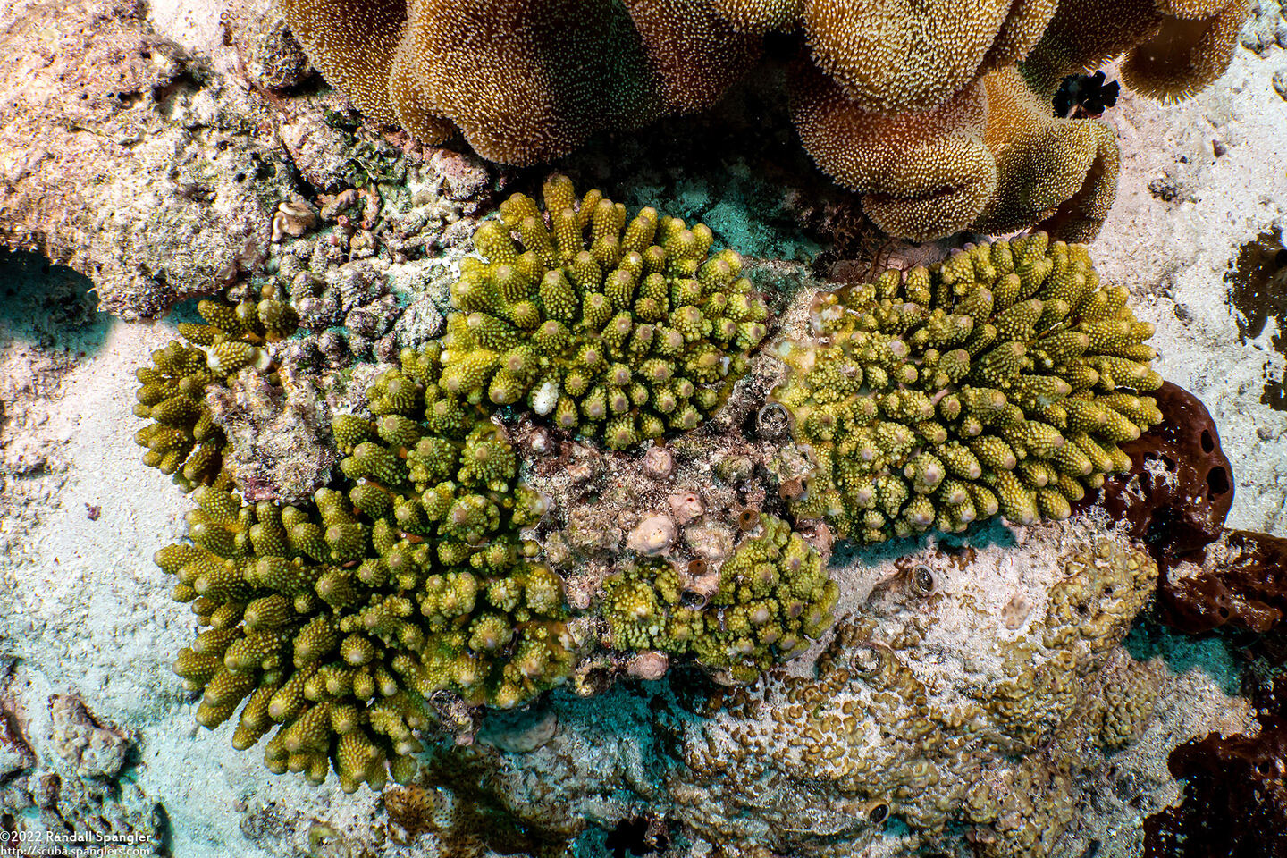 Acropora humilis (Finger Acropora)