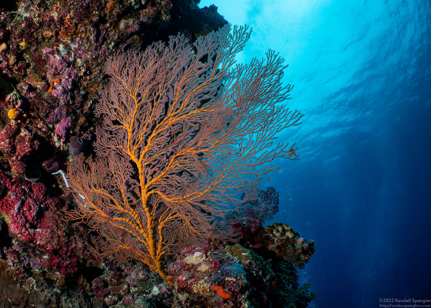 Melithaea sp.1 (Melithaea sp.1)