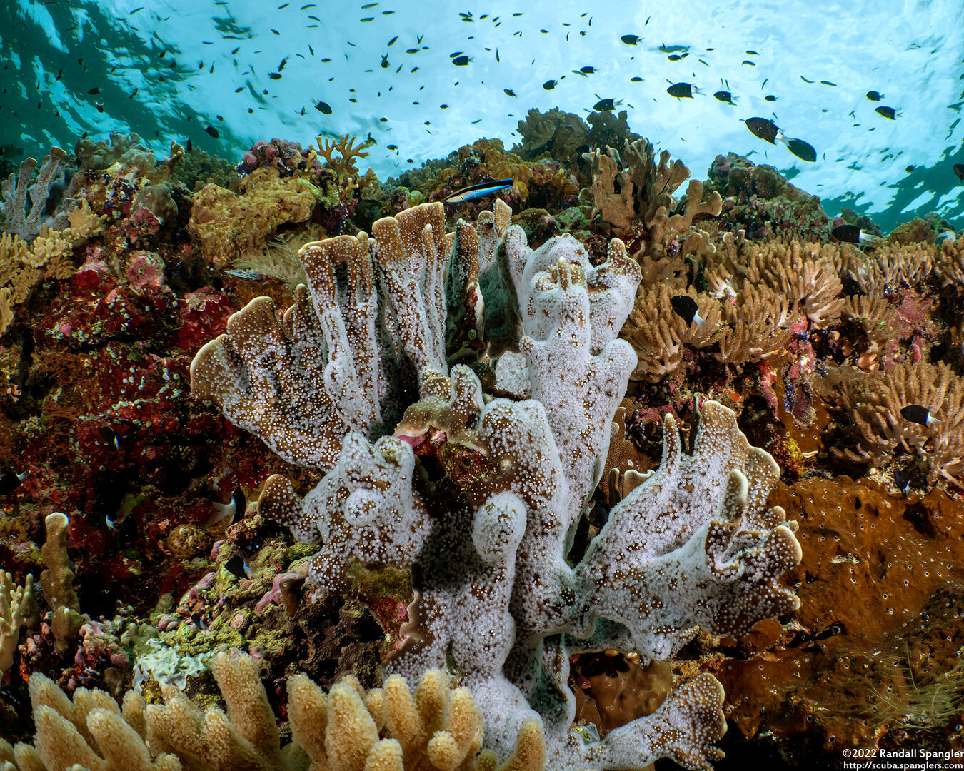 Heliopora coerulea (Blue Coral)