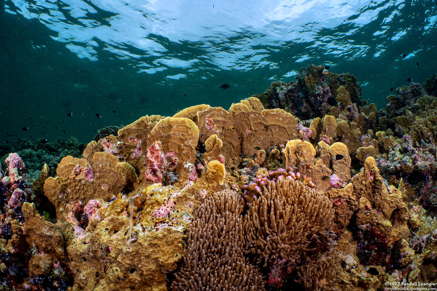 Millepora sp.2 (Plate Fire Coral)