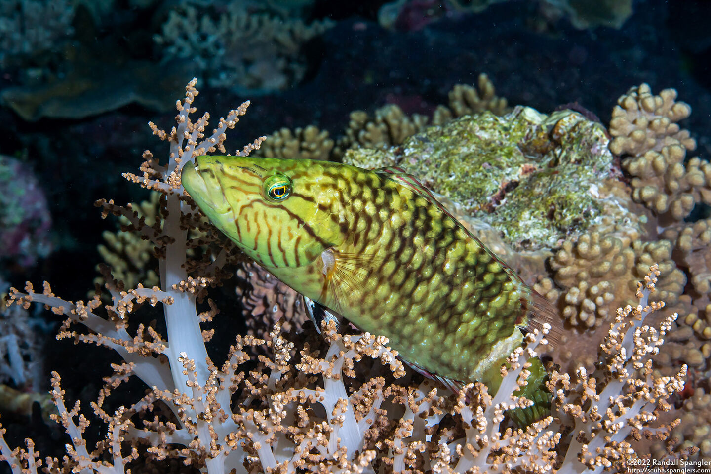 Oxycheilinus digramma (Cheek-Lined Wrasse)