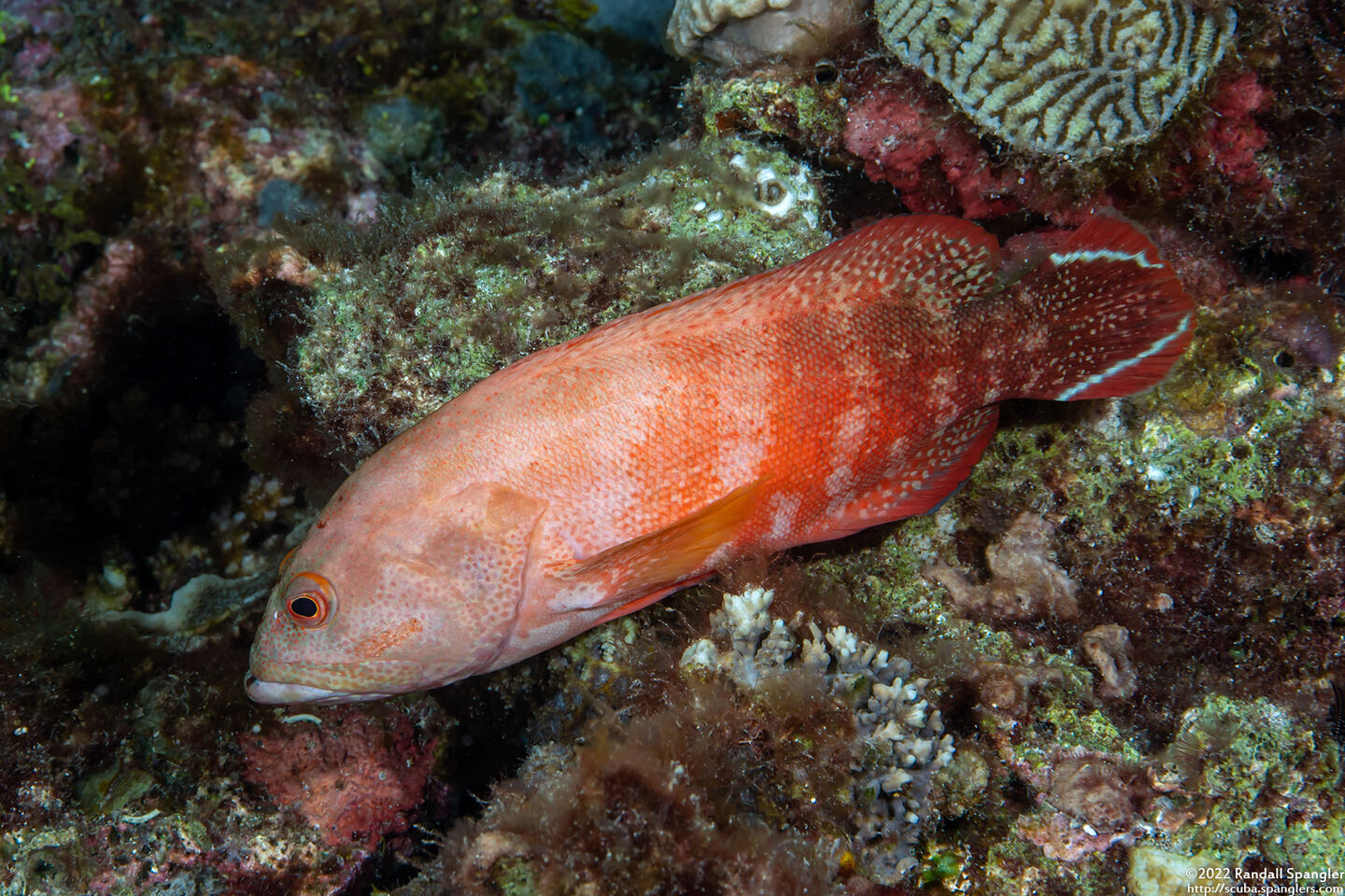 Cephalopholis urodeta (Flagtail Grouper)