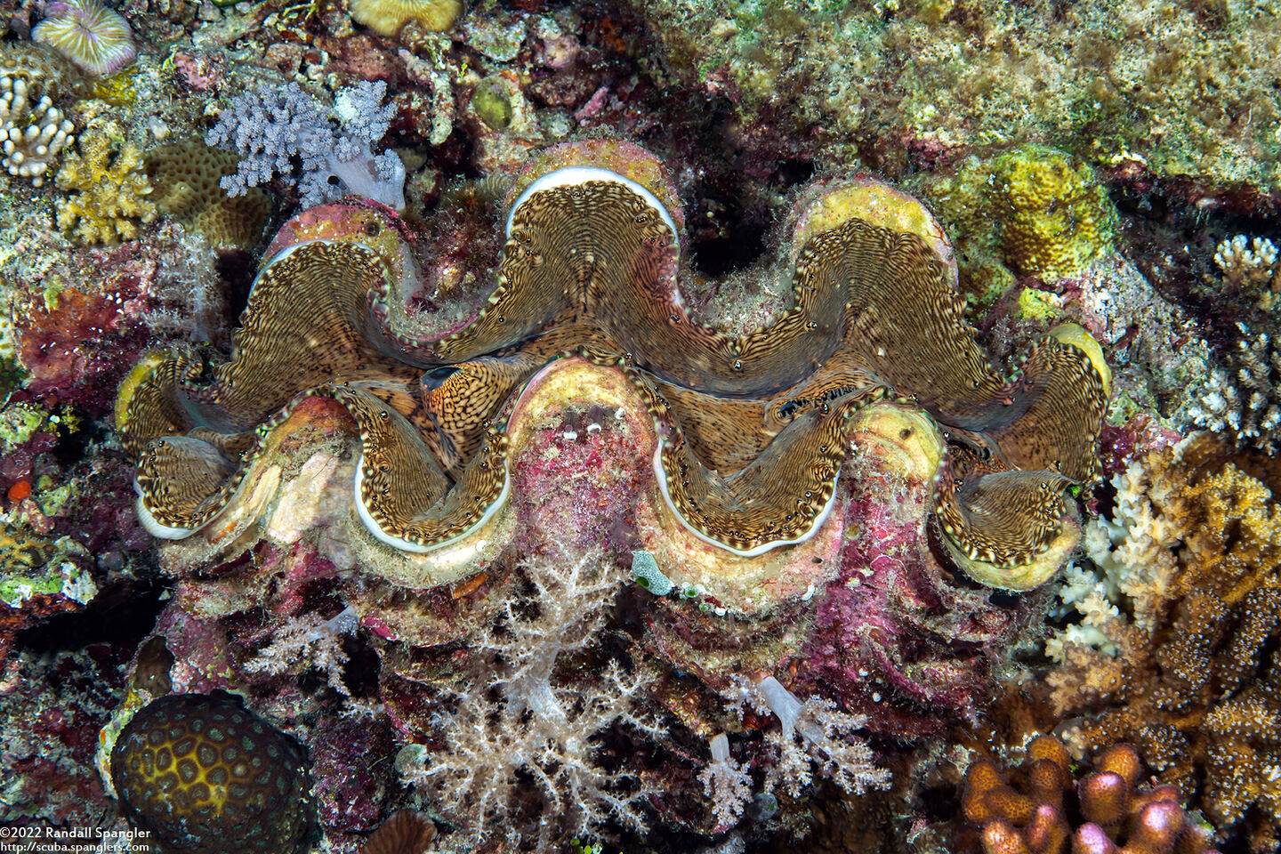 Tridacna squamosa (Fluted Giant Clam)