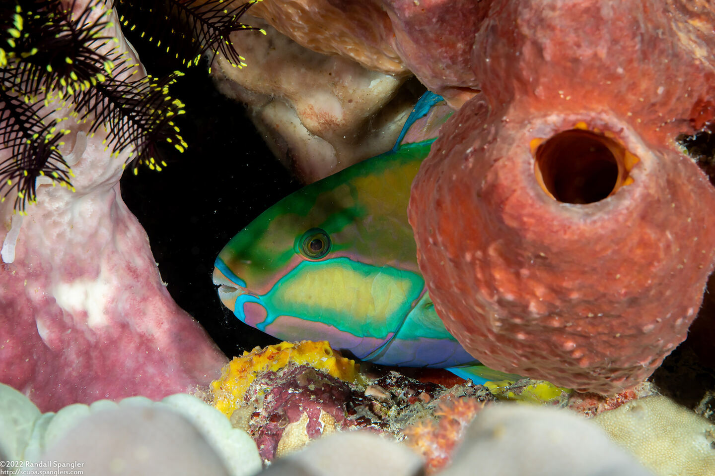 Chlorurus bleekeri (Bleeker's Parrotfish)