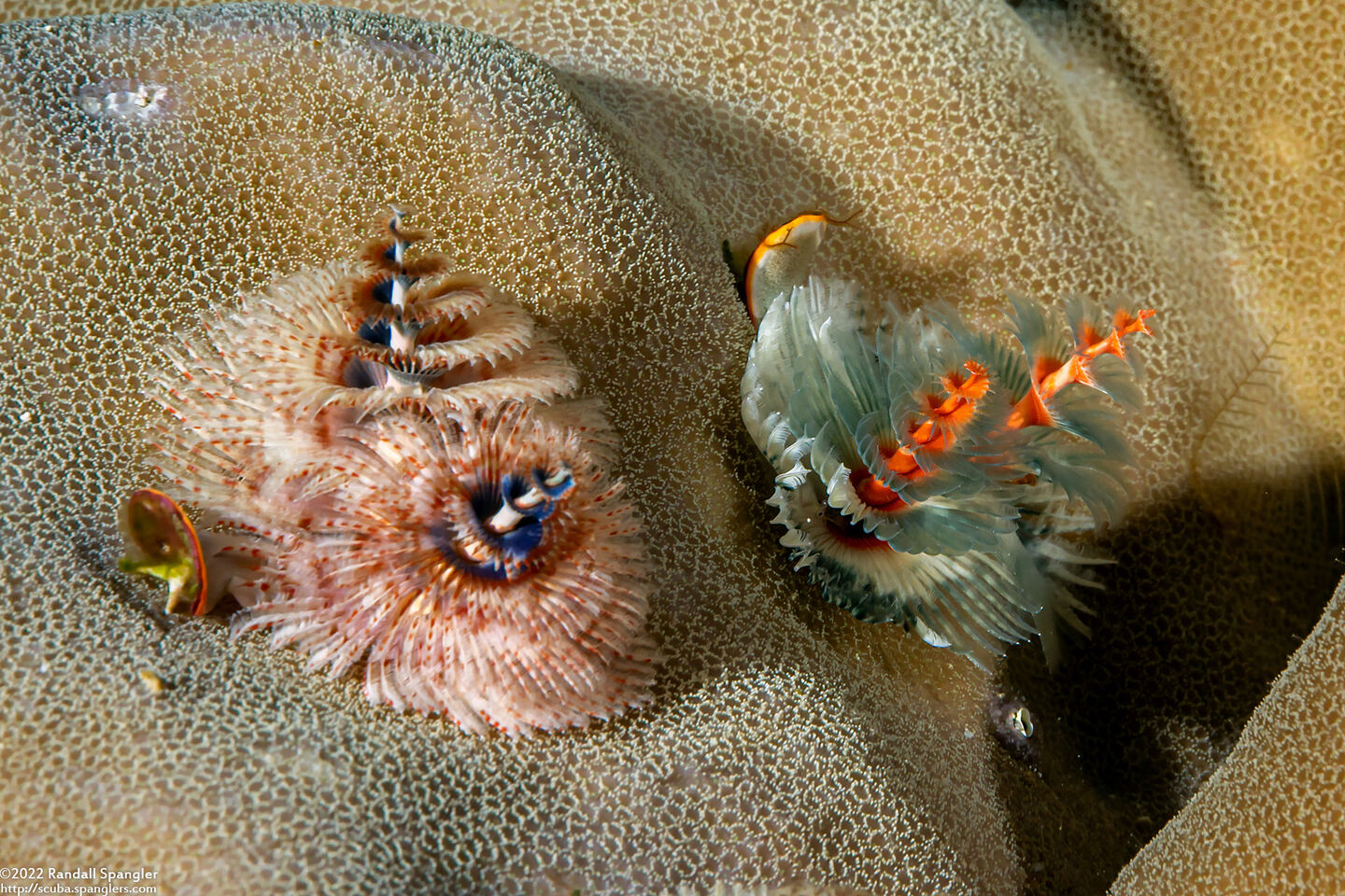 Spirobranchus sp.1 (Christmas Tree Worm)