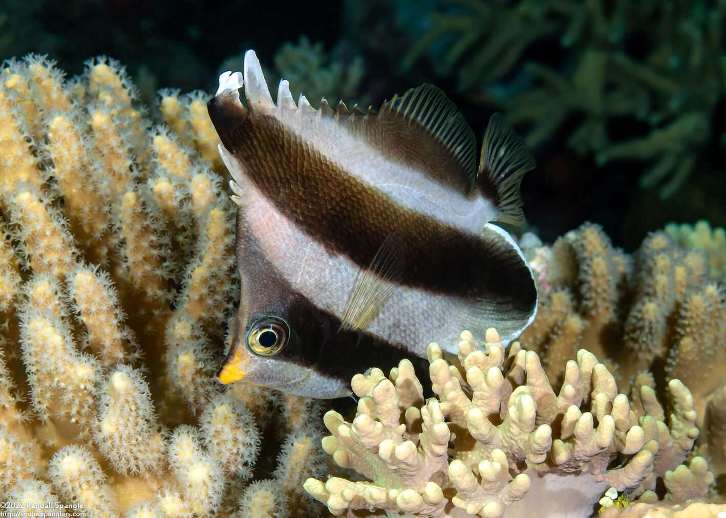 Heniochus chrysostomus (Pennant Bannerfish)